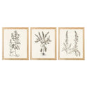 Sepia Besler Botanicals Framed Wall Art Print Set - 11x14