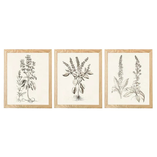 Sepia Besler Botanicals Framed Wall Art Print Set - 11x14